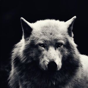 Meet your Posher, Drew